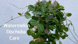 Watermelon Dischidia  Full Care Guide [upl. by Coridon]