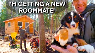 Prepping the Cabin for 8 Week Old Bernese Mountain Dog Puppy 186 [upl. by Fe]