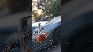 Angulated round shouldered Orb Weaver [upl. by Eicnahc]