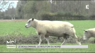 ANIMAUX  le boulonnais le mouton du nord [upl. by Pappas331]