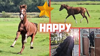 Happy Rising Star⭐ can go back to the pasture  The others think it is scary  Friesian Horses [upl. by Eyma]