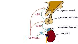 Understanding the Short Synacthen Test [upl. by Noramac868]