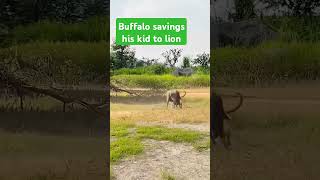 Buffalo savings his kid to lionshortbuffalo vs 😭😭🥲😢 [upl. by Stefa]