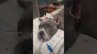 Pitbull ear cropping surgery1 by Dr Michael Thomann [upl. by Alayne]