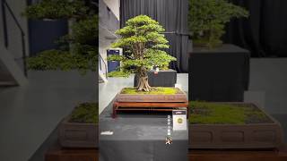 Taxus Baccata  Bonsai Show Live 2024 bonsai bonsaitree bonsaishow bonsaiart tree bonsaiworld [upl. by Lola296]