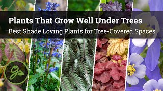 Plants That Grow Well Under Trees  8 Best Shade Loving Plants for TreeCovered Spaces [upl. by Kiraa]