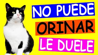 Preguntas Frecuentes sobre la INFECCIÓN URINARIA en Gatos ¡ RESUELTAS [upl. by Aileno]