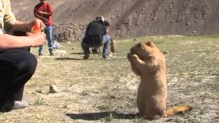 Himalayan Marmots [upl. by Enaerb247]