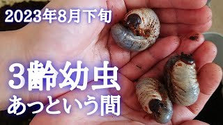 【カブトムシ飼育】あっという間に3齢幼虫！2週間しか経っていないのにもうマット交換 [upl. by Suoicerpal]