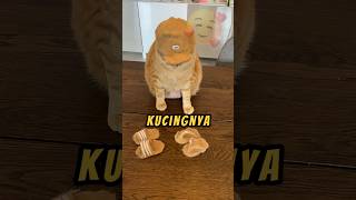 Kucing Paling DiMANJA❗❤ andreamancino shorts kucing videoviral [upl. by Aerdma]