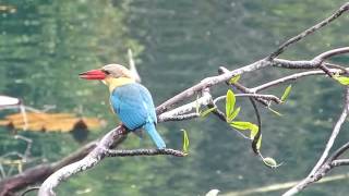 Stork billed Kingfishers  2 birds duetting at Hindhede Quarry pond [upl. by Lletnahs]