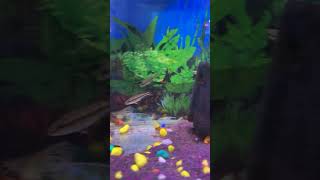 Fighter fish Betta fishviral shortsviral shorts fighterfishviralvideoyt shortsfeedyoutube [upl. by Gurango]