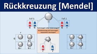 Rückkreuzung Mendel  Biologie Genetik Mittel und Oberstufe [upl. by Nywloc]