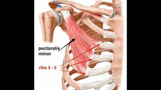 Two Minutes of Anatomy Pectoralis Minor [upl. by Orecul271]