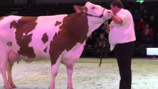 Swiss Expo 2015 Montbéliarde Championne [upl. by Neliac]