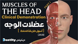 تشريح عضلات الرأس  Muscles of The Head amp Neck  Part 1 [upl. by Nonad490]