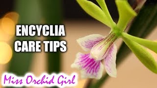 Care tips for Encyclia Orchids  Epicyclia Serena ONeill in bloom [upl. by Martella885]