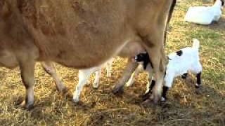 Our cow Bambi feeding Baby goats [upl. by Mis]