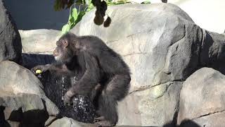 Chimps Explore Primate Forest Habitat For First Time [upl. by Gnehs626]