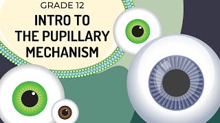 INTRO to Pupillary mechanism  How the regulates light entering the pupils [upl. by Gayler]