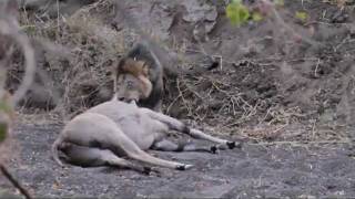 Mashatu Game Reserve  Male lion killing eland [upl. by Akinet555]