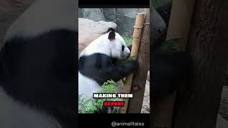 The Secret Life of Pandas Facts You Didn’t Know shorts panda animalfacts animals [upl. by Anneliese]