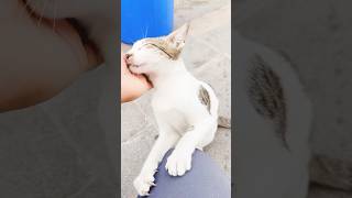 cat meowing to attract cats meowing to attract mycat lovelycat catlaughs [upl. by Jamila]