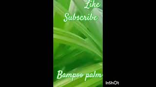 Outdoor plant broad leaf lady palm plant bamboo palm 💚💚💚💚💛💛💛 😄 [upl. by Mackey]