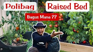 Adu subur  POLIBAG VS RAISED BED [upl. by Rekrap104]