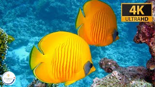 1 Hour of Relaxing Swim with Coral Fishes [upl. by Eussoj]