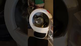 Using the litter robot 4 for the first time [upl. by Frere]