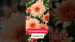 Chrysanthemum  Guldaudi ki Cutting Kaise Lagaye guldaudi [upl. by Iman855]