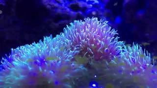 GSP Geen Star Polyps coral easy to keep for beginners 3 [upl. by Codee968]