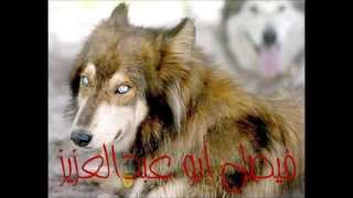 Wolf sounds  صوت الذئب [upl. by Nelag]