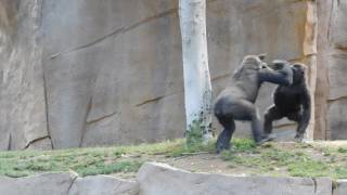 Gorillas Fighting at Safari Park [upl. by Arlo]