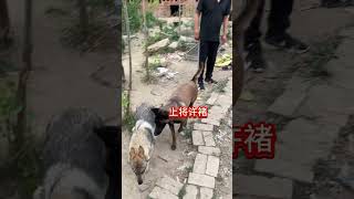 马犬黑豹 护卫犬 谁的二哈丢了老是喜欢咬手扑人，已经被黑豹打了快来领走吧 [upl. by Arnulfo]