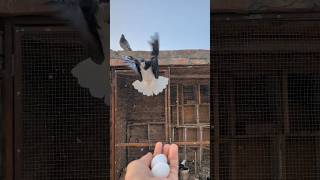 Vlogs 197  2 Eggs Lahore Shirazi Kabootar ka ♥️shorts [upl. by Anivahs]