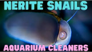 Nerite Snail  Aquarium Cleaners [upl. by Bravin]