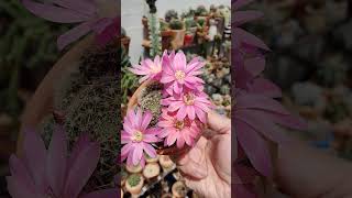 Rebutia pink Sensation  bikolanahardinera shortvideo cactus cactusflower [upl. by Kcirrek]