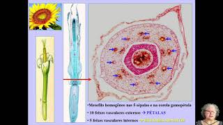 Anatomia das flores e seus verticilos [upl. by Dnalyar]