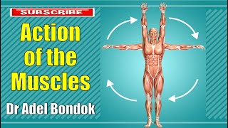 Action of the Muscles and Movements of the Joints Dr Adel Bondok [upl. by Amick]