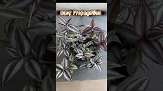 Repotting Dying Tradescantia Zebrina propagation repotting gardening [upl. by Neveda903]