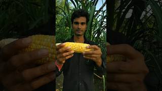 Look friends this corn has yellow grains nature farming corn shorts [upl. by Veronike576]