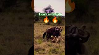 Lions 🔥 Buffalo 🔥 shorts shots shortsfeed trending viralshorts lion [upl. by Cutty100]