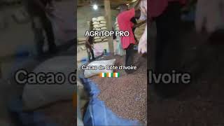 Cacao de Côte dIvoire 🇨🇮  Passez commande Préfinancement total obligatoire et RDV  agritoppro [upl. by Yanaton]