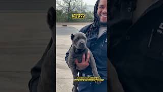 1000 hectares two cane corso [upl. by Ava]