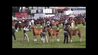 Royal Welsh Section B 2012 [upl. by Moreta]