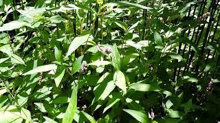 Capital Naturalist Bristled Smartweed [upl. by Melgar138]