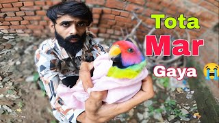 MERA TOTA MAR GAYA 😭  PARROT CARE TIPS  TOTA BIMAR HAI parrot vlog shorts [upl. by Anivlek]