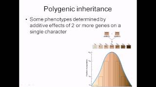 Polygenic inheritance [upl. by Hokanson]